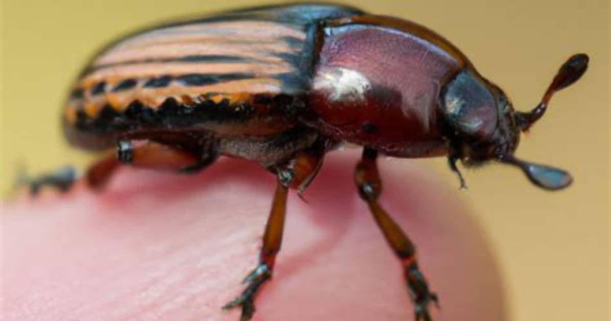 Do Pine Bugs Bite? | Contextresponse. Com