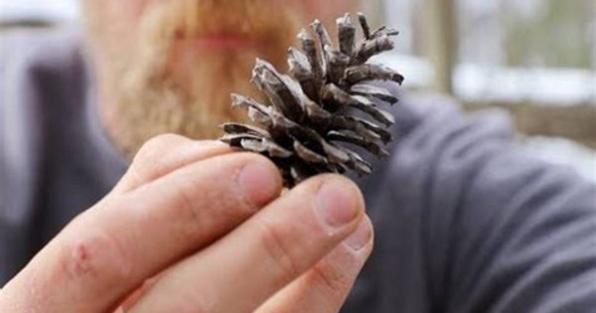 Do Pine Cones Make Good Kindling?