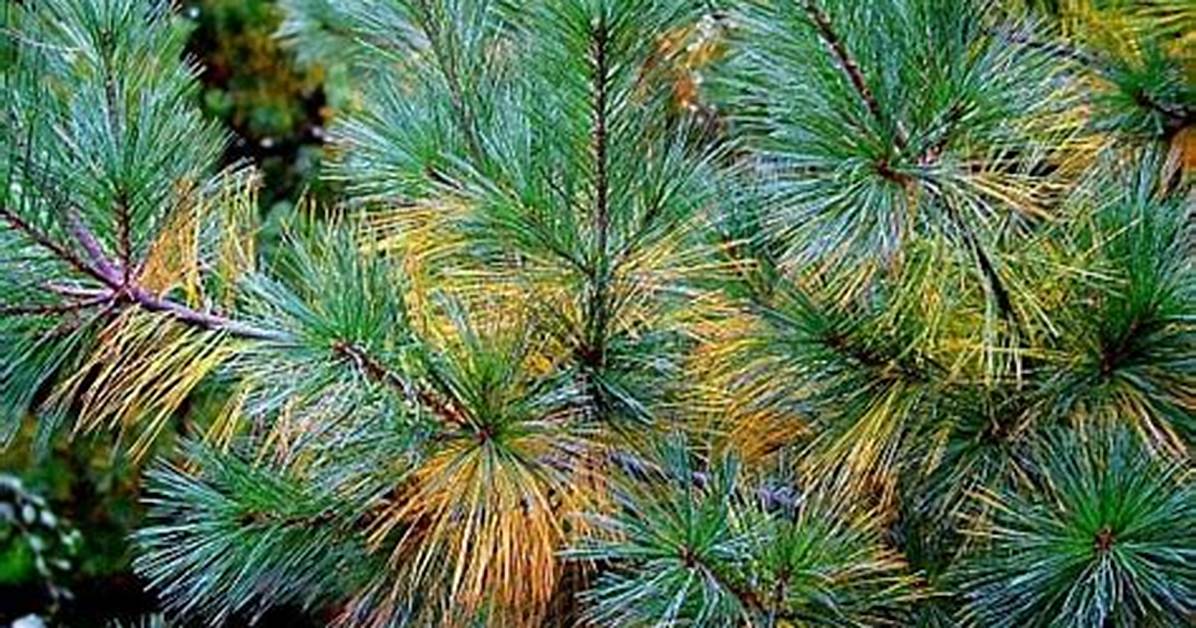 Do Pine Trees Acidify Soil