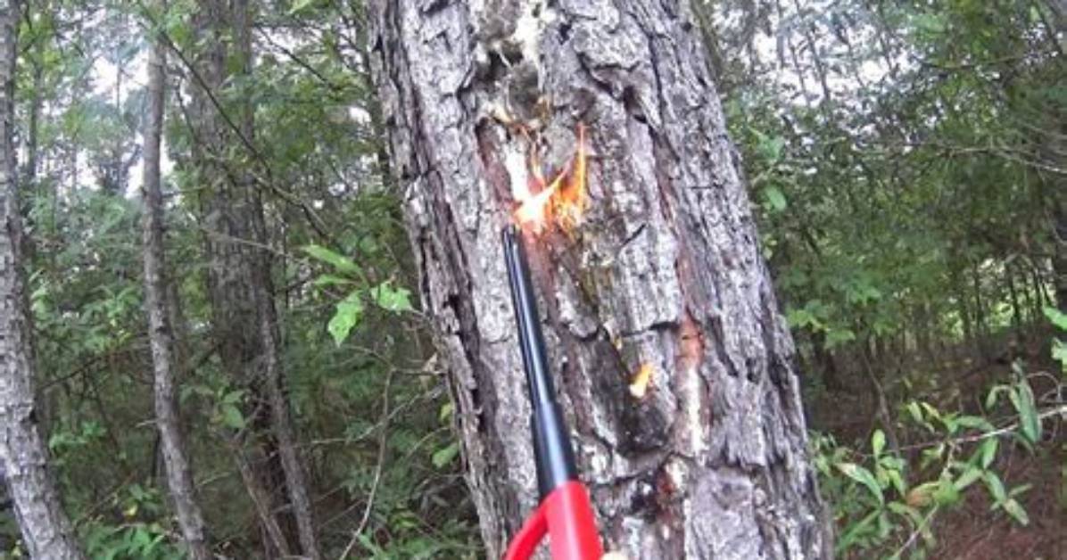 Do Pine Trees Catch Fire