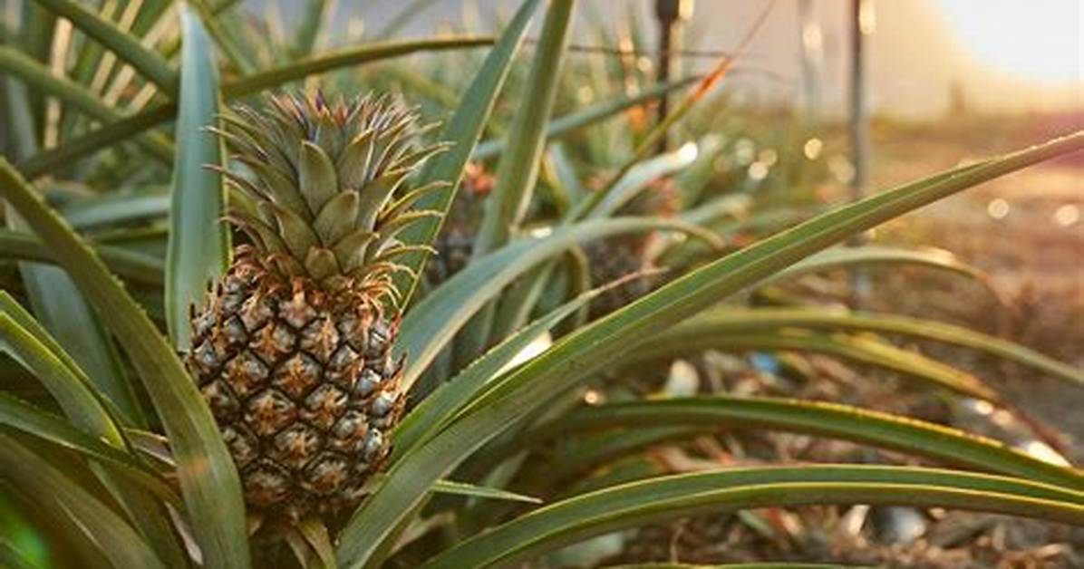 Do Pineapple Grow on Trees?