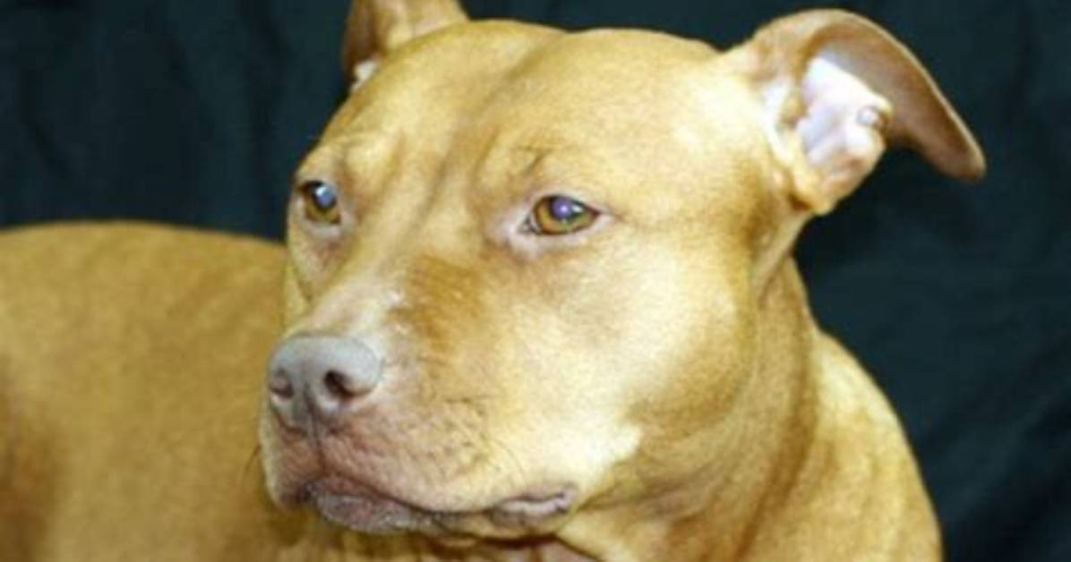 Do Pitbulls Get Pimples
