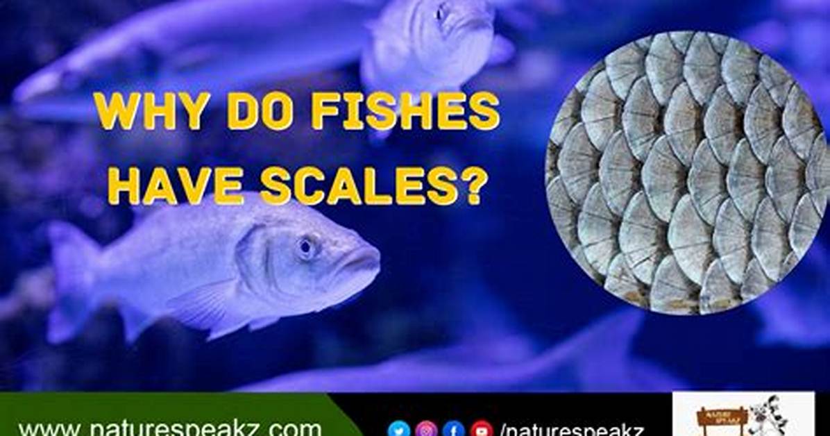 Do Plaice Have Scales?