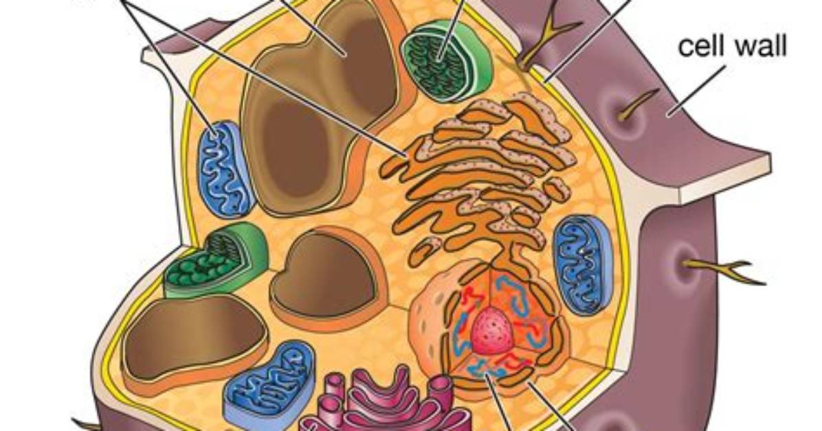 Do Plant Cells Have a Nucleus?