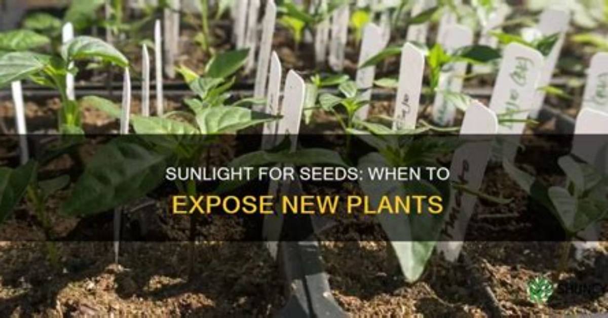 Do Planted Seeds Need Sunlight?