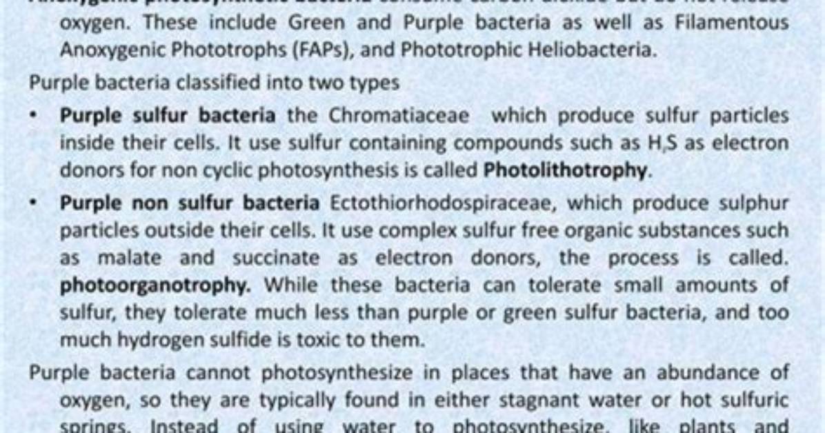Do Plants Consume Bacteria