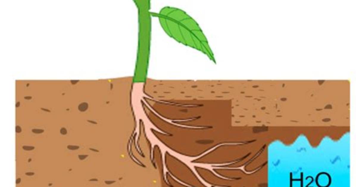 Do Plants Create Moisture
