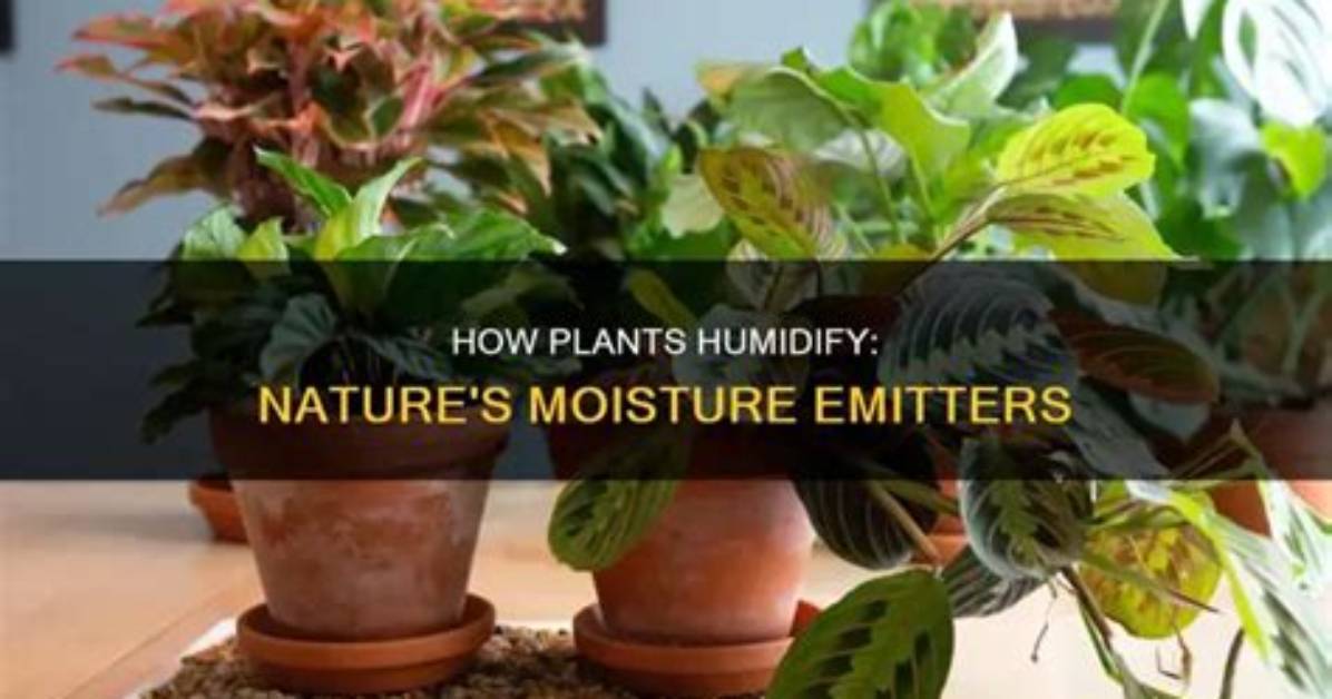 Do Plants Give off Moisture