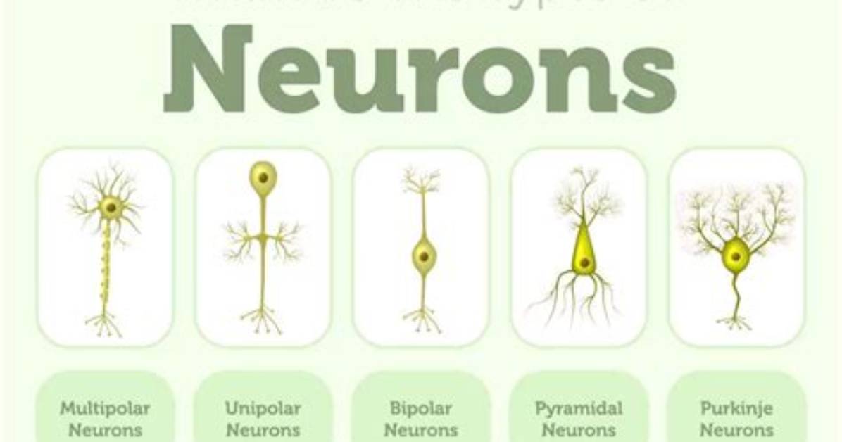 Do Plants Have Neurons?