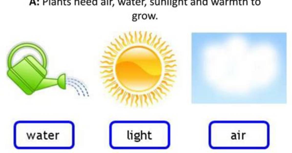 Do Plants Need Warmth to Grow?