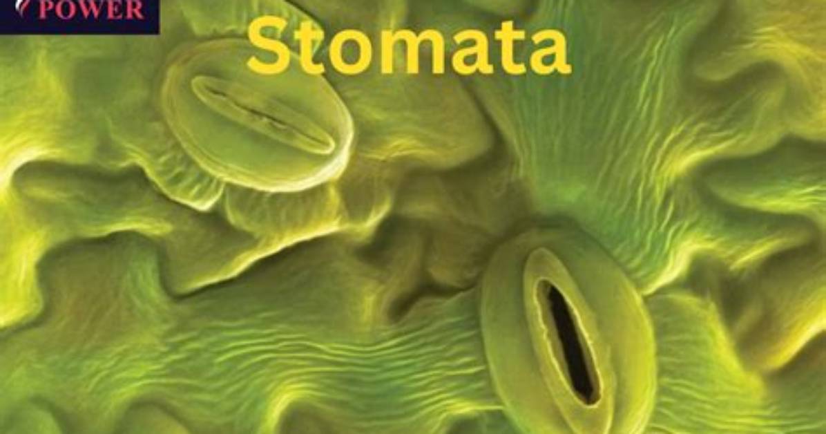 Do Plants Open Their Stomata?