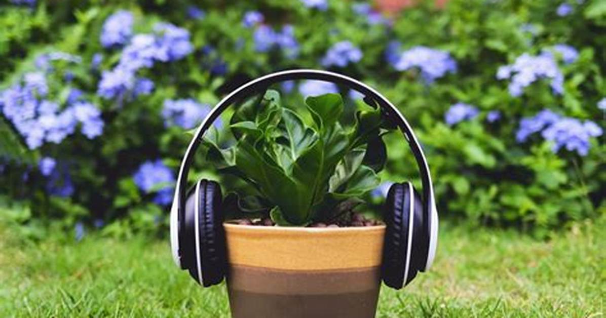 Do Plants Respond to Classical Music?