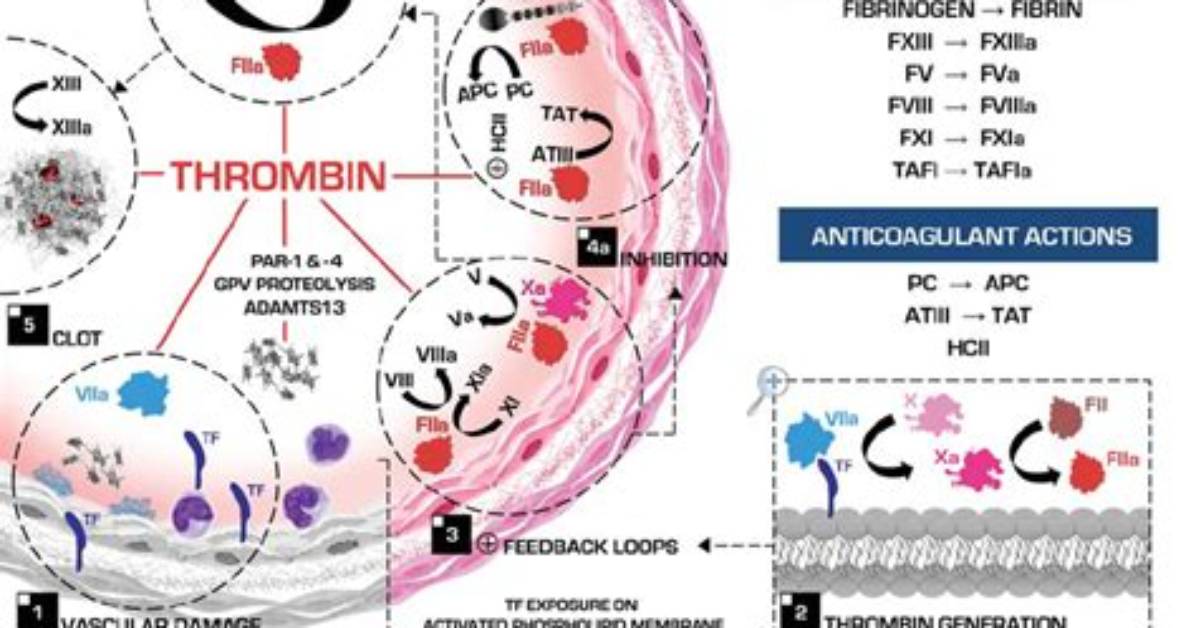 Do Platelets Release Thrombin?