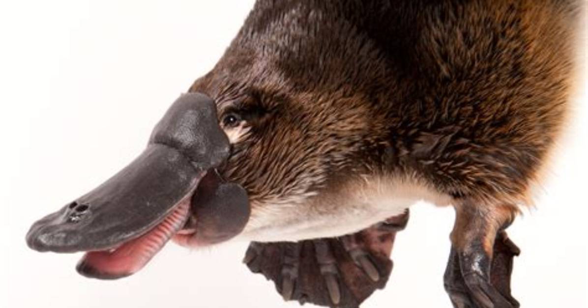 Do Platypus Have Teeth? | Contextresponse. Com