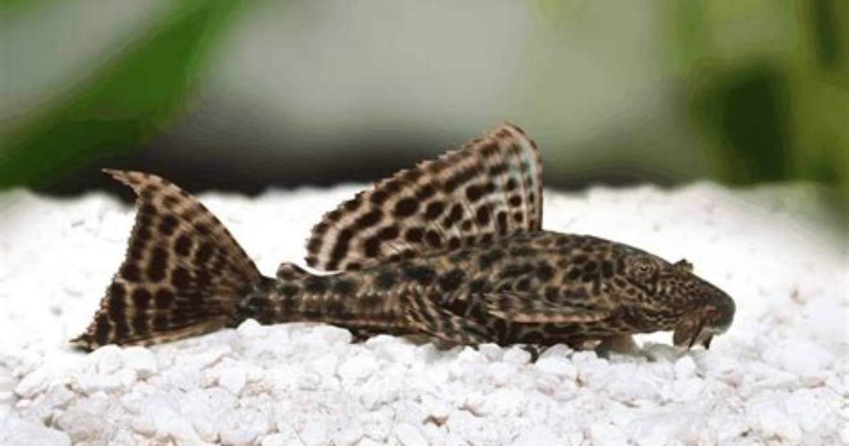 Do Plecos Float When They Die