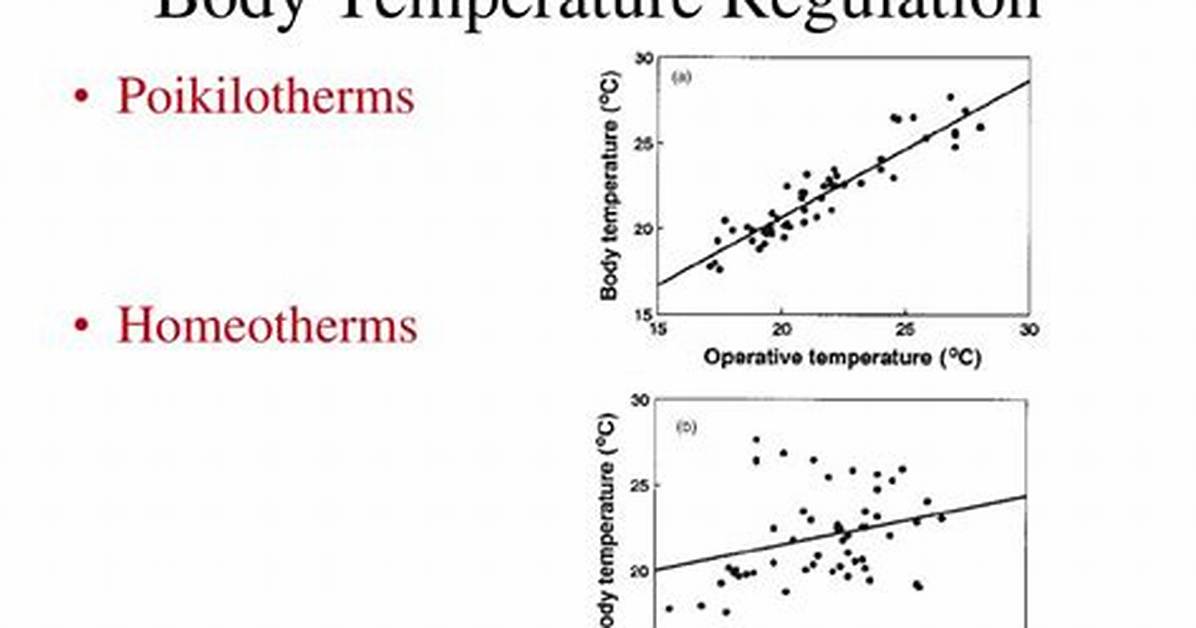 Do Poikilotherms Regulate Body Temperature?