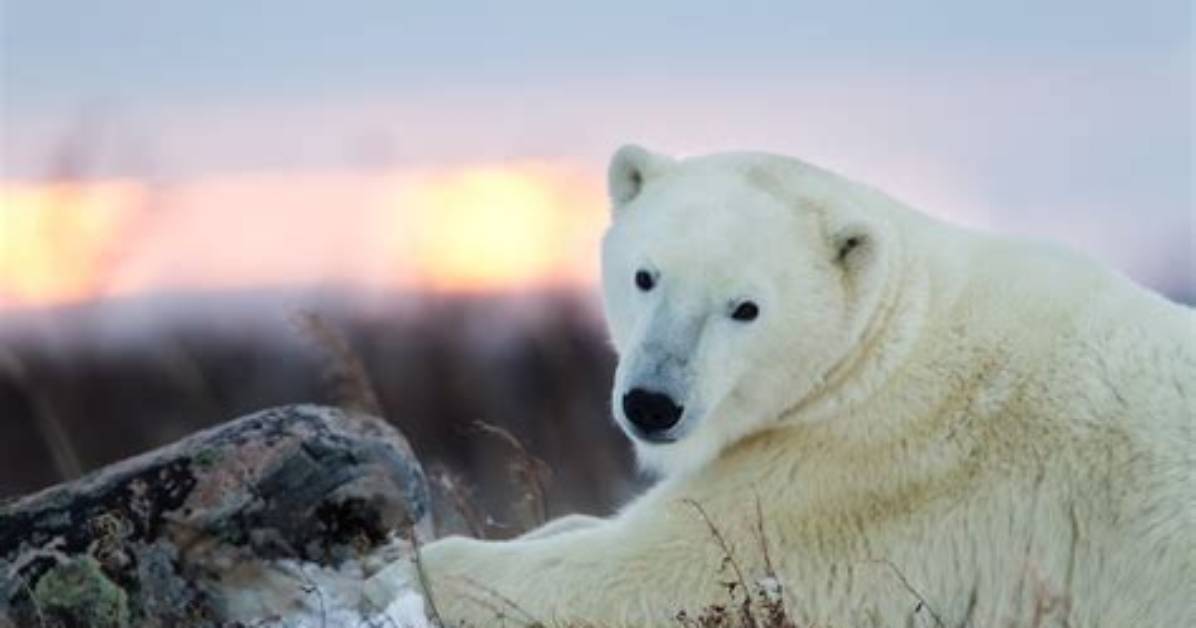 Do Polar Bears Adapt?