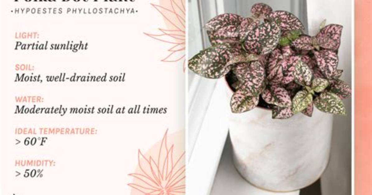 Do Polka Dot Plants Die
