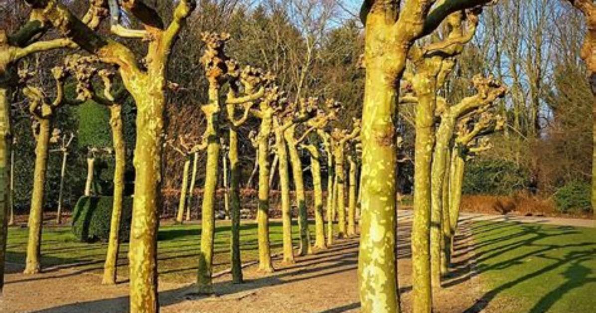 Do Pollarded Trees Grow Back?
