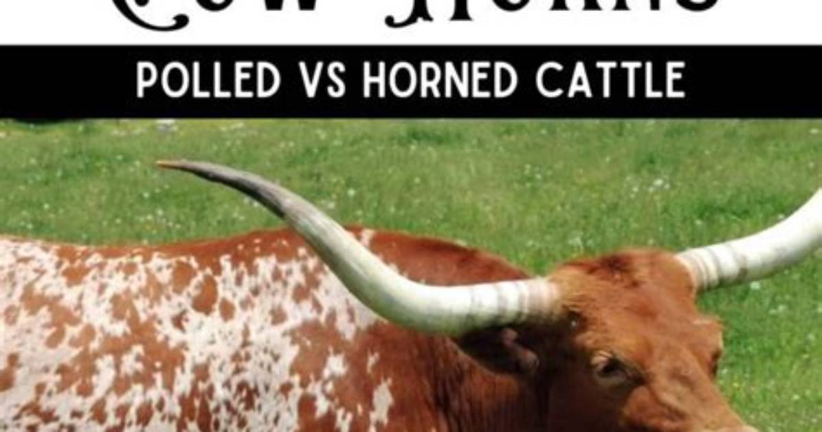 Do Polled Cattle Have Horns?