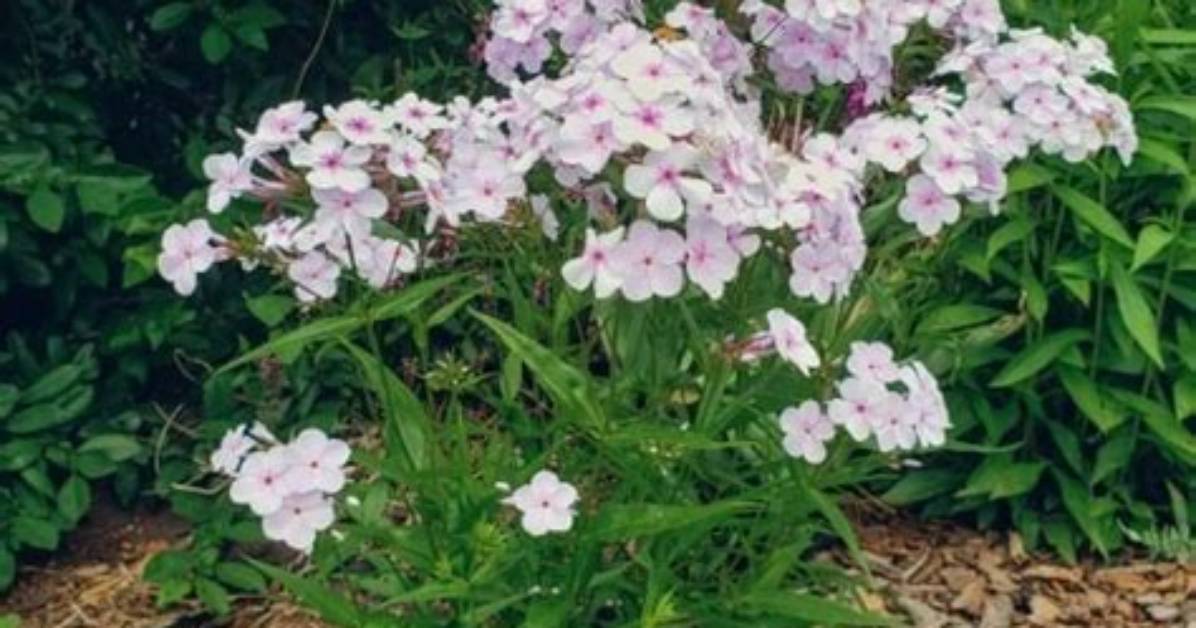 Do Polyanthus Come Back Every Year?