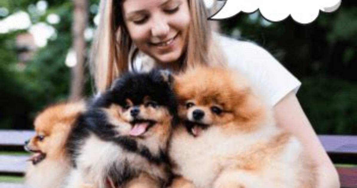 Do Pomeranians Like to Cuddle?