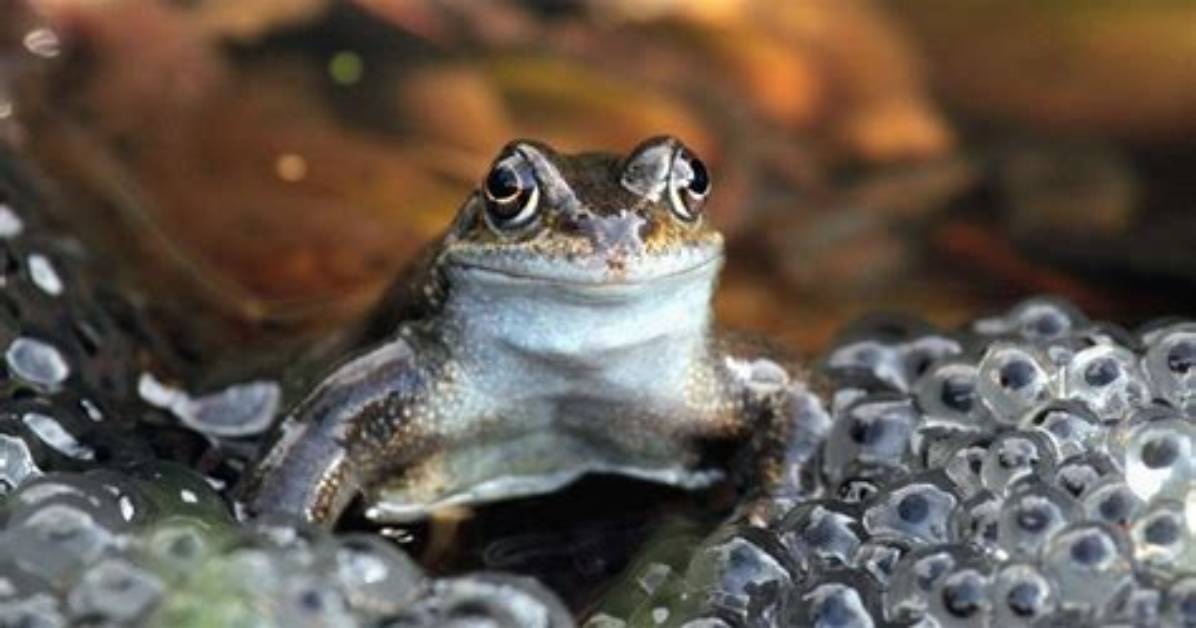 Do Pond Frogs Eat Leeches