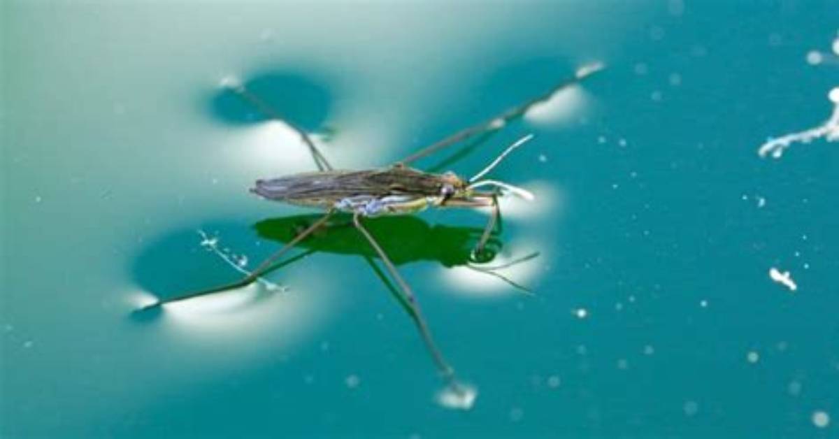 Do Pond Skaters Walk?