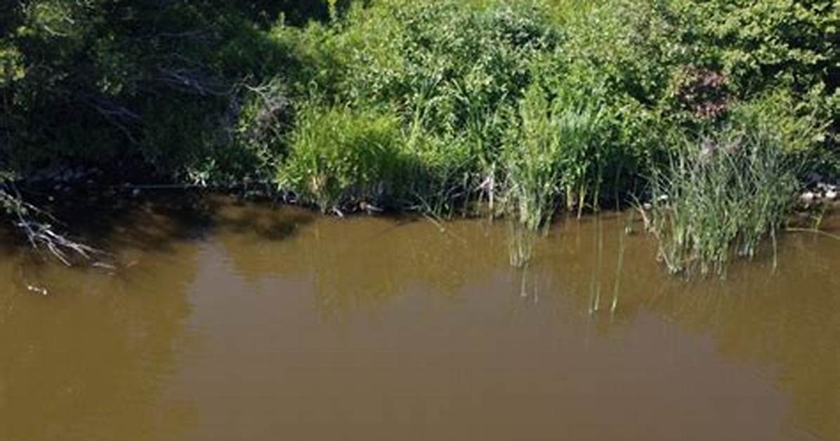 Do Ponds Go Stagnant?