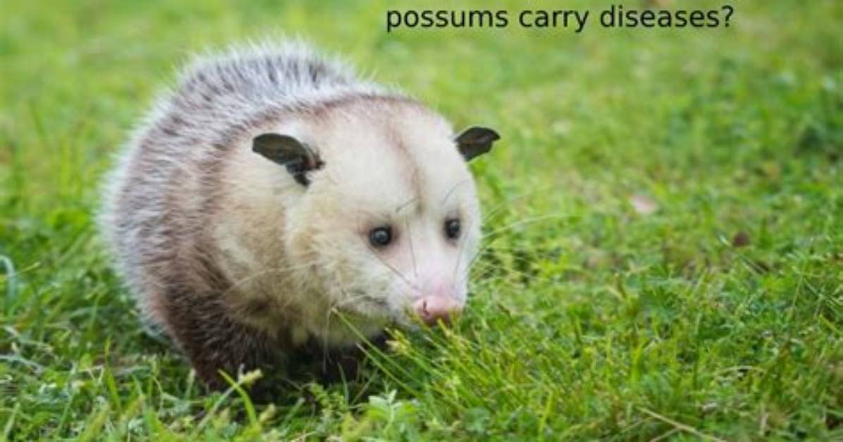 Do Possums Carry Diseases?