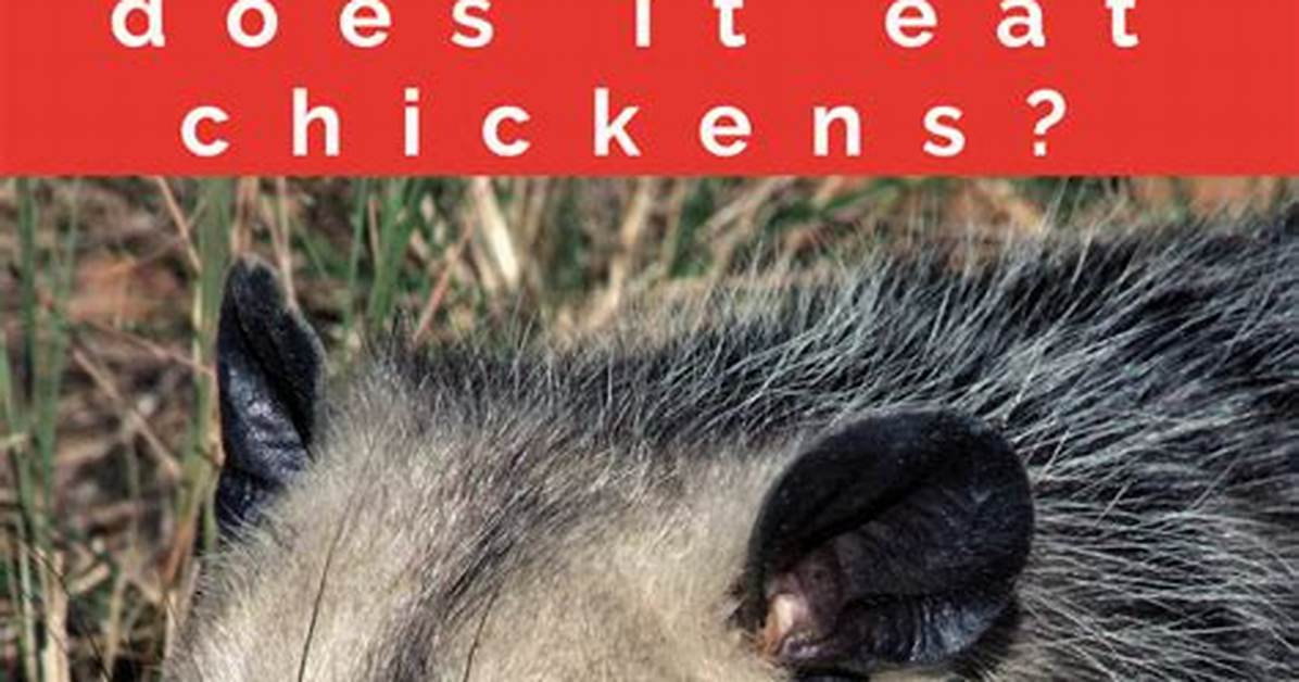 Do Possums Eat Chickens?