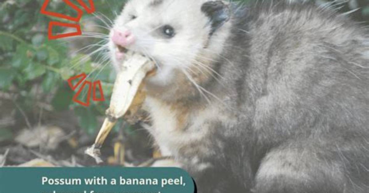 Do Possums Eat Tree Bark?