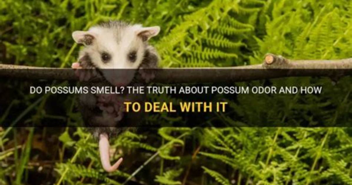 Do Possums Emit an Odor