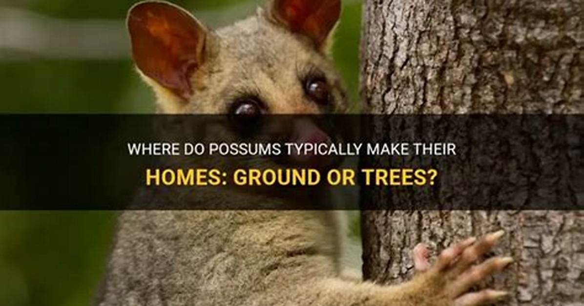 Do Possums Live in Trees or Underground?
