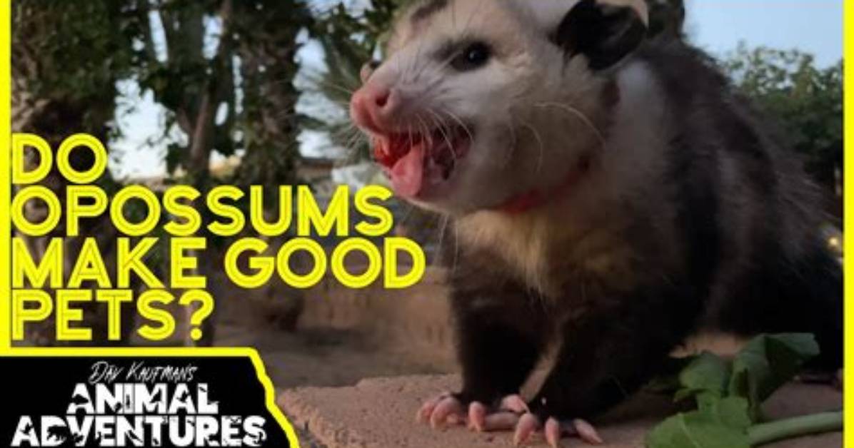 Do Possums Make Good Pets?