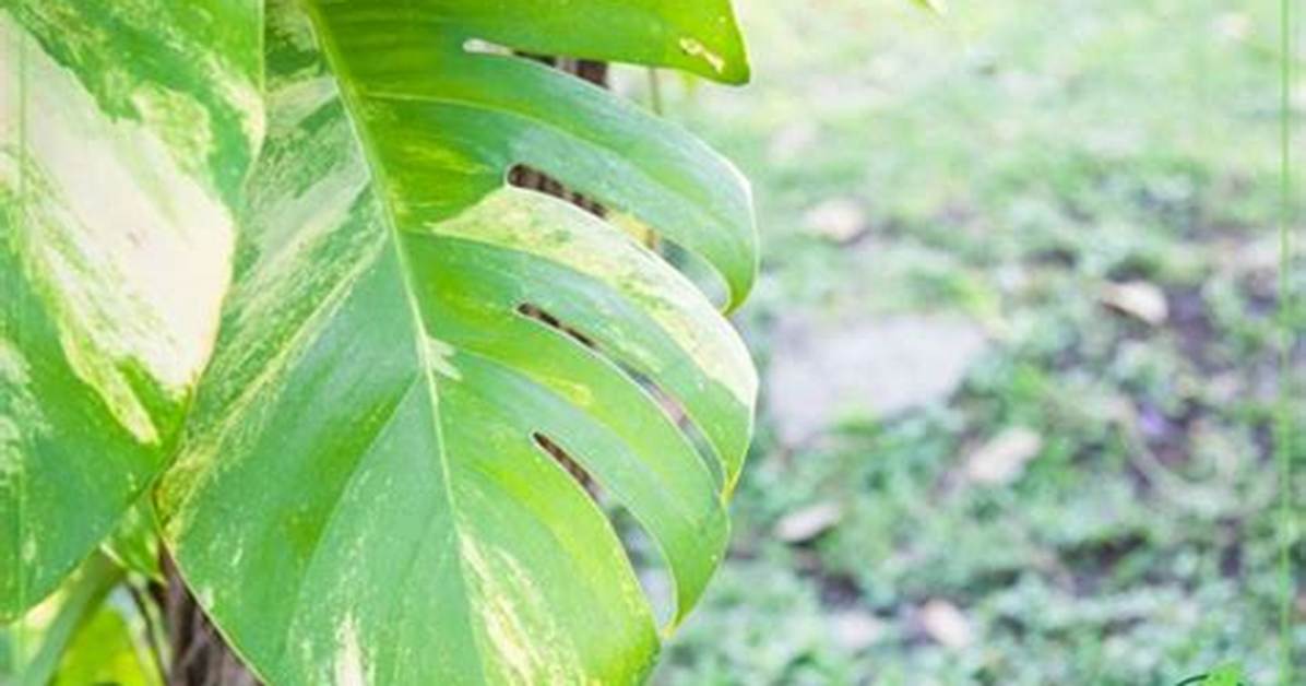 Do Pothos Leaves Split