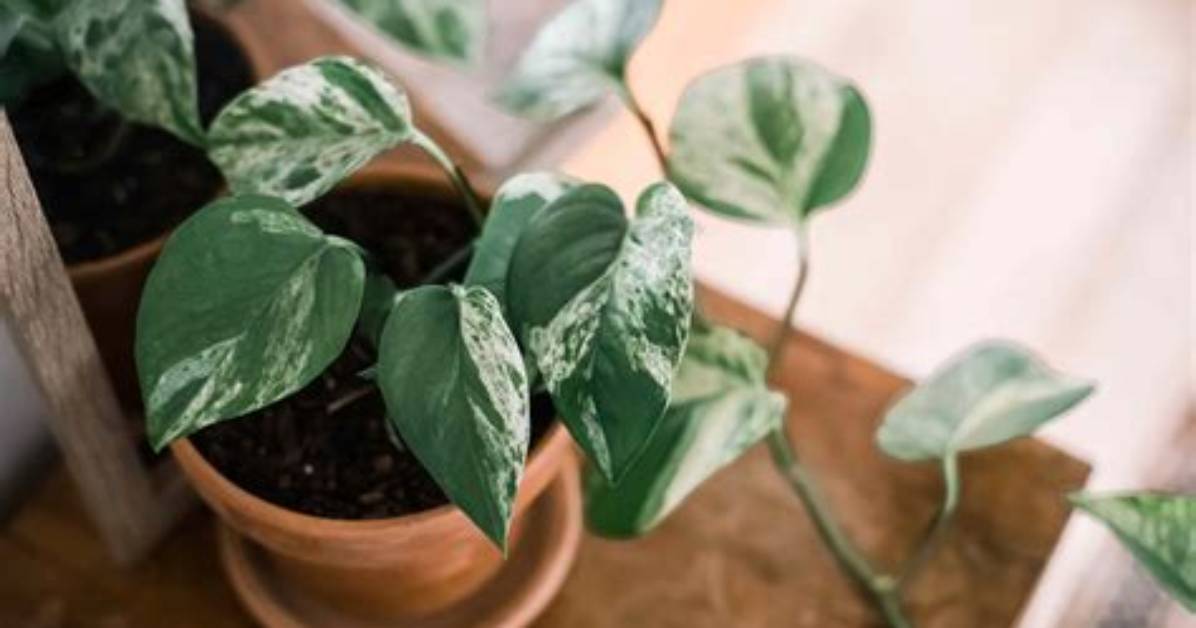 Do Pothos Like Sun