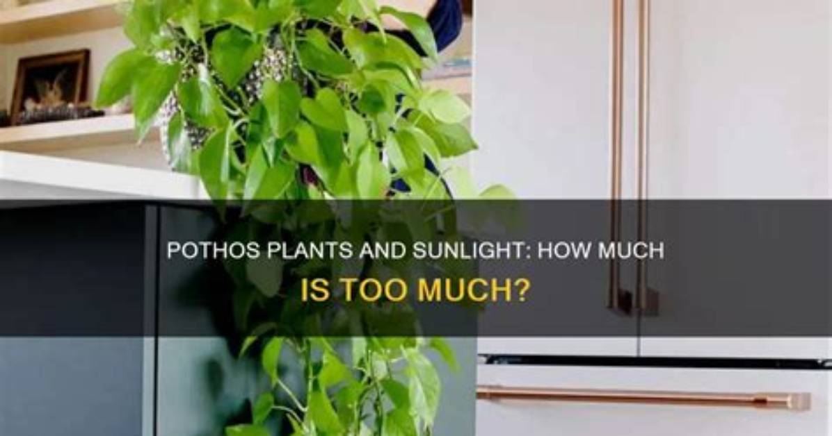 Do Pothos Need to Be Repotted?