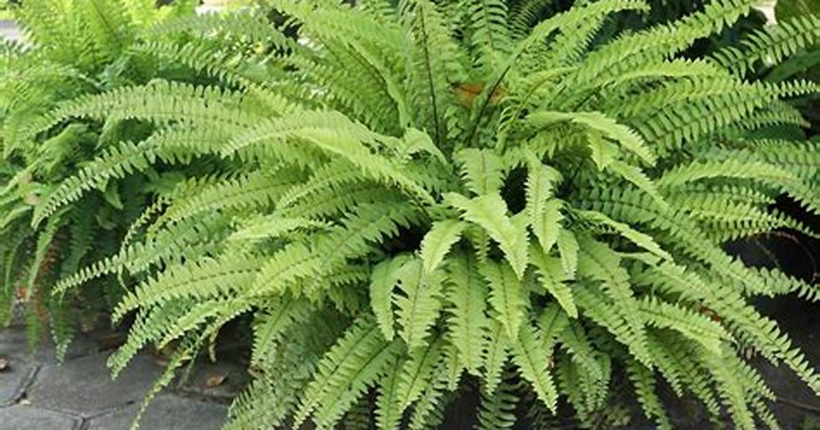 Do Potted Ferns Come Back