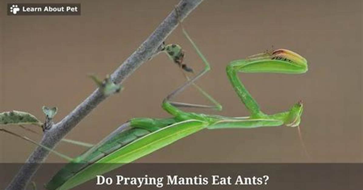 Do Praying Mantis Eat Ants