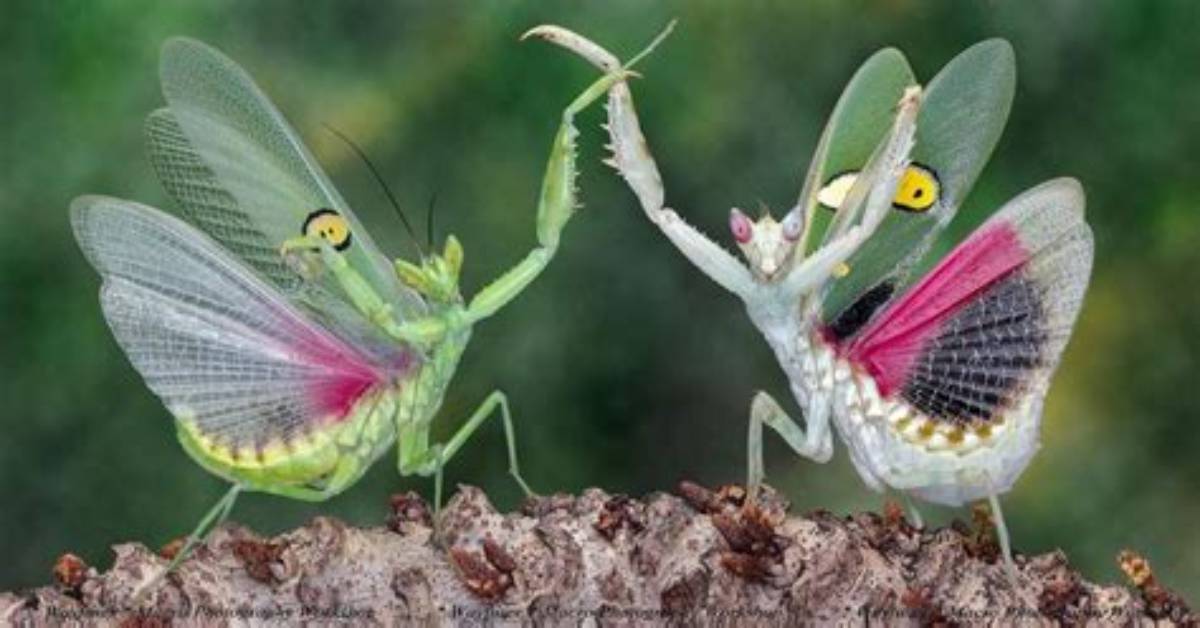 Do Praying Mantis Fly?
