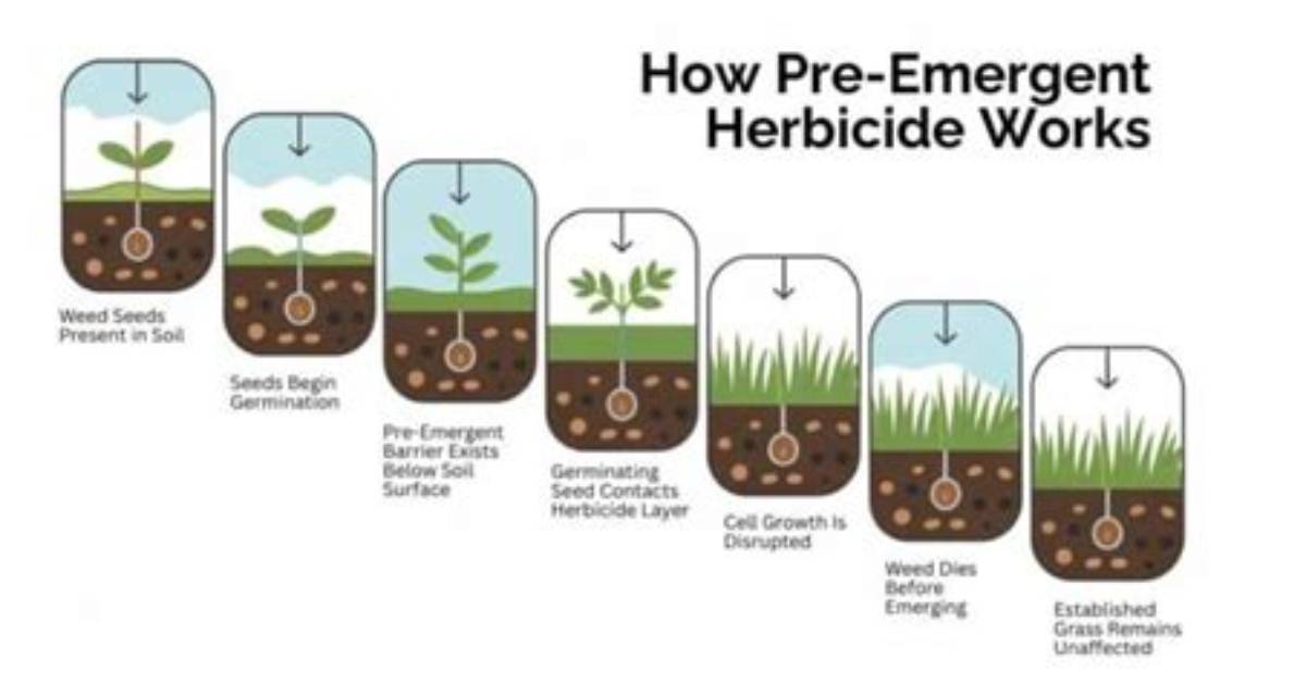 Do Pre Emergents Work?