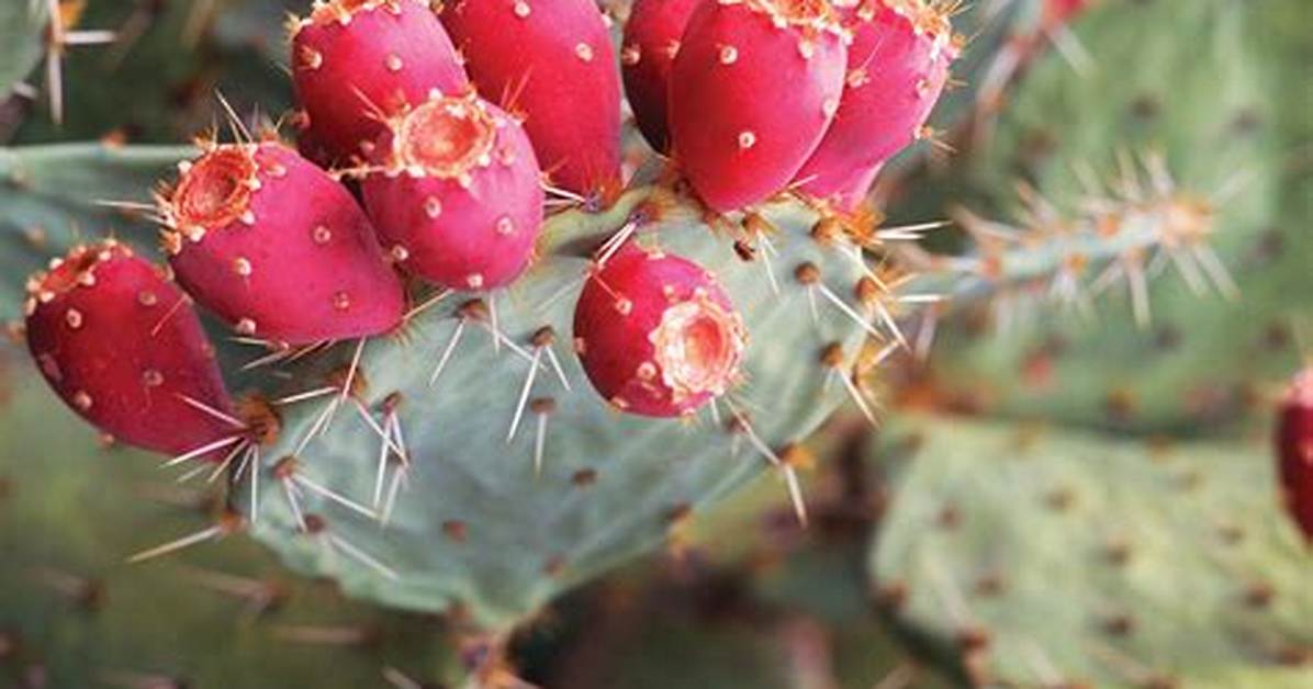Do Prickly Pears Have Potassium