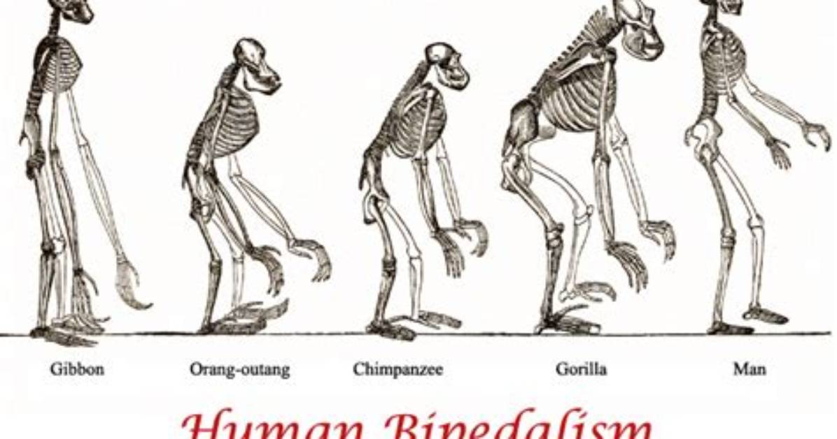 Do Primates Have Bipedalism?