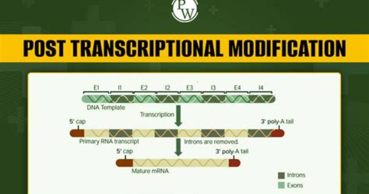 Do Prokaryotes Have Post Transcriptional Modification?