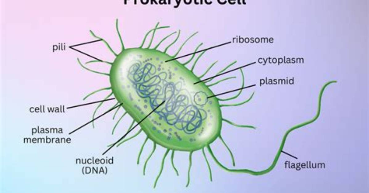 Do Prokaryotes Have Ribosomes?