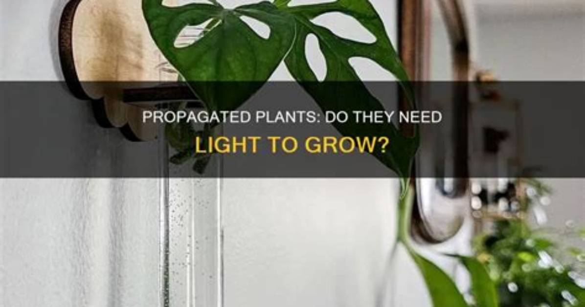 Do Propagated Plants Need Light?