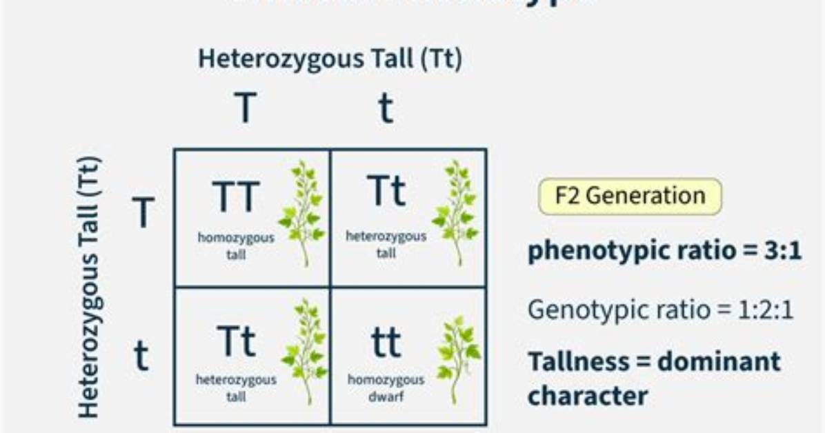 Do Proteins Determine Phenotype?