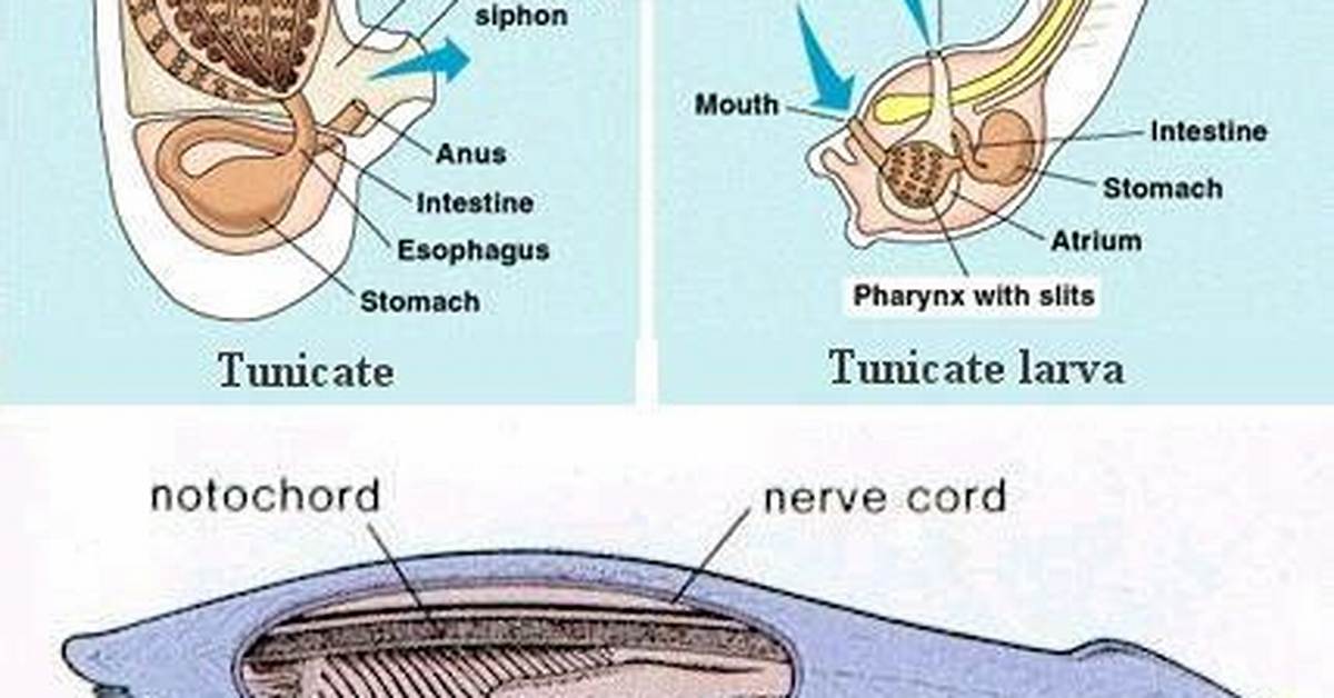 Do Protochordates Have Brain?