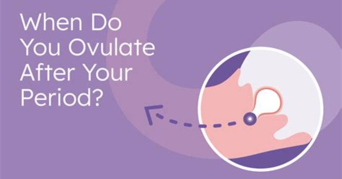Do Provera Make You Ovulate?